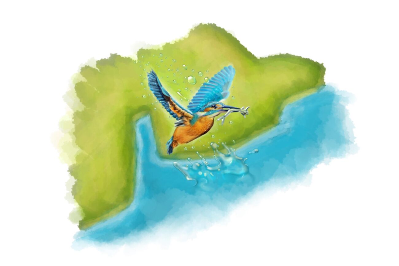 Illustratie van een ijsvogel tekening vogel