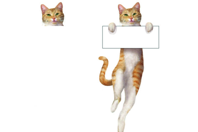 Het lijf van een kat toevoegen aan een hoofd voor Kitekat. fotobewerkin fotomontage retail