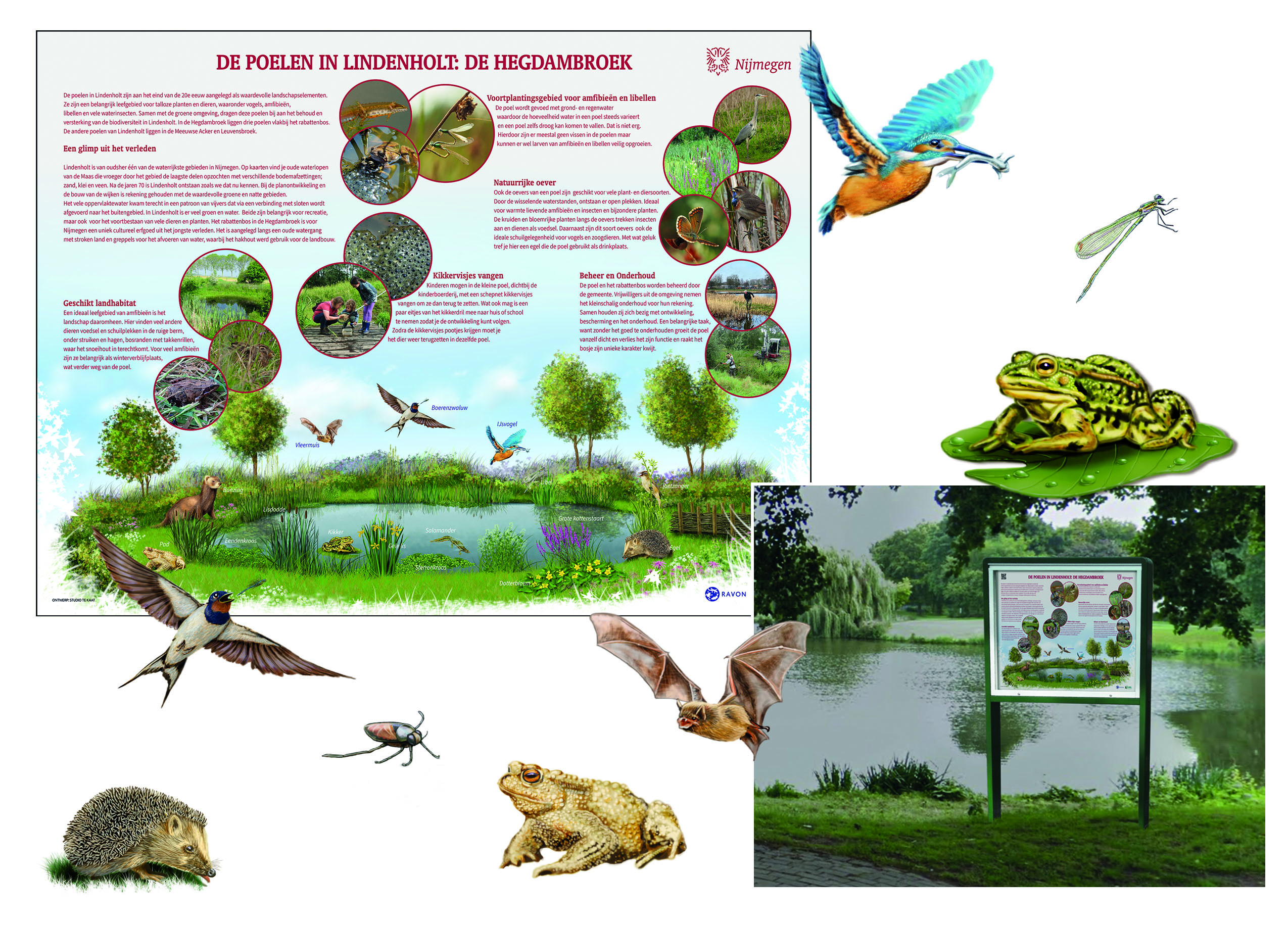 Poelbord Nijmegen. Illustraties en opmaak verzorgd voor poelborden voor de gemeente Nijmegen. Om vrijwillgers en omwonenden te informeren wat er zoal aan flora en fauna te vinden is in hun wijken. Nu te zien in de wijken De Meeuwse Acker en de Hegdambroek. Met dank aan stadsecoloog Joep van Belkom/Gemeente Nijmegen. Mileubwust vrijwillgers natuurinclusief flora fauna