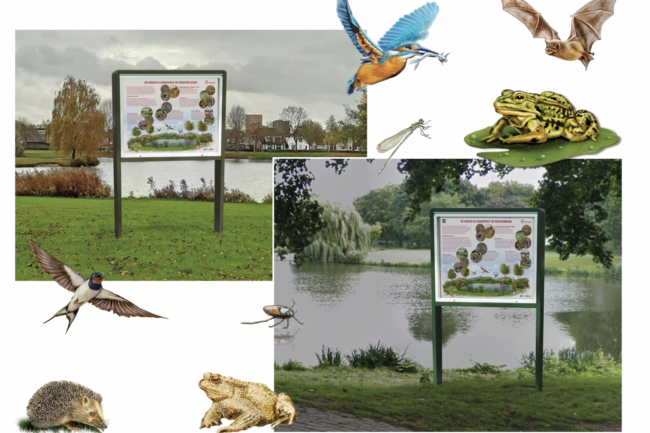 Serie illustraties van flora en fauna in poelen in de gemeente Nijmegen. Illustratie van flora en fauna poel natuurillustratie milieu