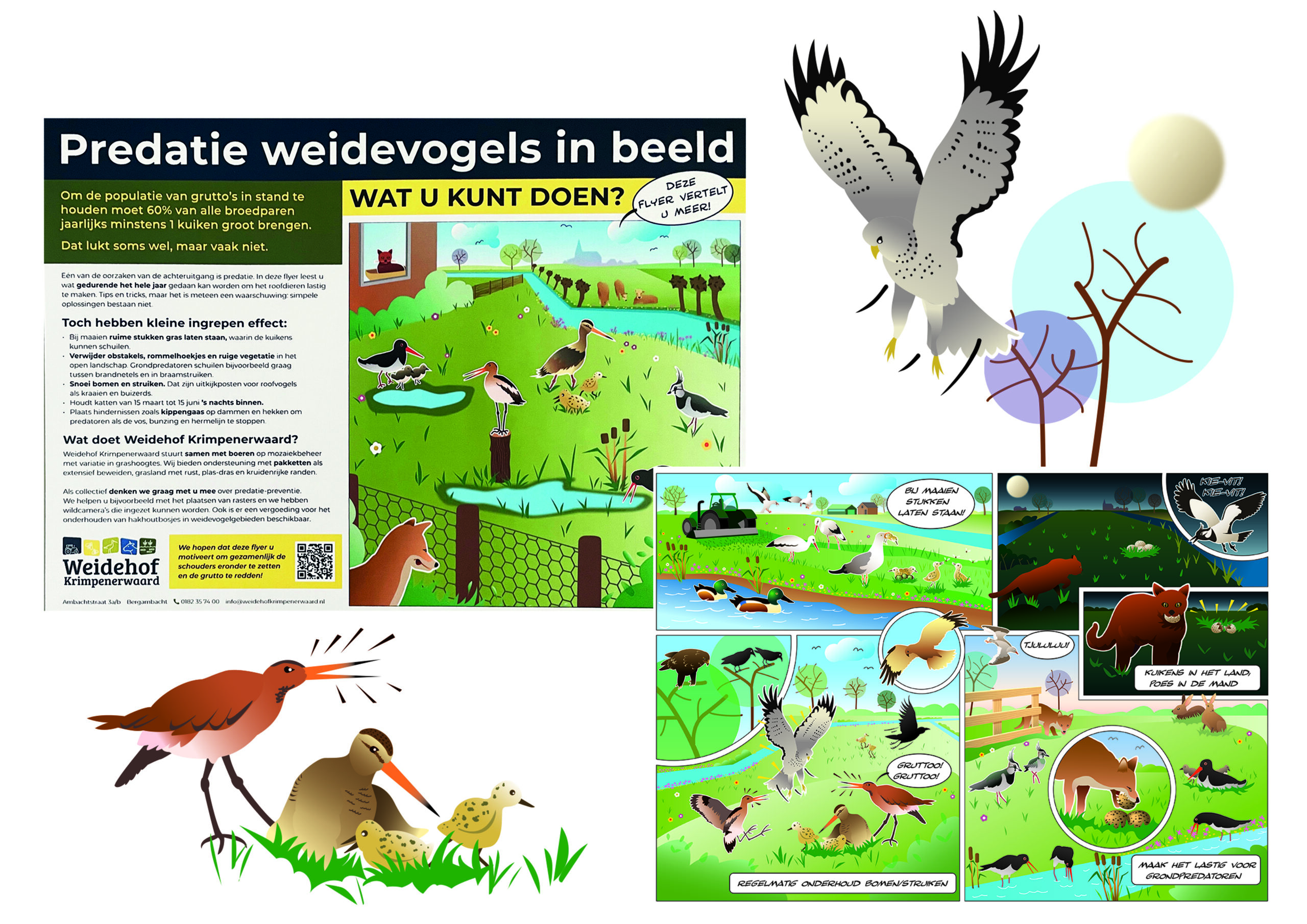Flyer met illustraties om de predatie van weidevogels in beeld te brengen. Vectorilustraties in een heldere kleurrijke stijl om uitleg te geven over preventie en aanpak van predatoren in de Krimpenerwaard. Kieviet tureluur fuut meeuw havik nest eieren